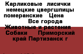 Карликовые “лисички“  немецкие цвергшпицы/померанские › Цена ­ 35 000 - Все города Животные и растения » Собаки   . Приморский край,Партизанск г.